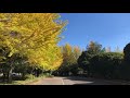 宇都宮市の紅葉「駅東公園」