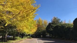 宇都宮市の紅葉「駅東公園」