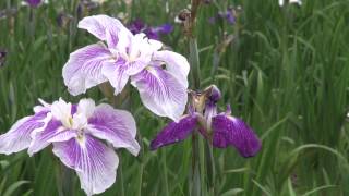 埼玉県ときがわ町の菖蒲園