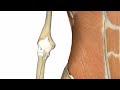 elbow joint 3d anatomy tutorial