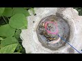 catching strange fish in small pond golden arowana blue koi baby shark pencil fish baby turtle