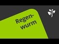 Der Regenwurm in seiner Lebensweise- Atmung und Fortbewegung | Biologie | Zoologie