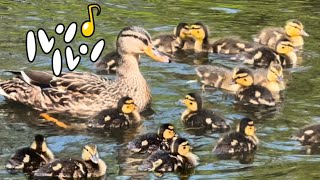 マガモのママと雛にキュン Mallard ducklings love their mom