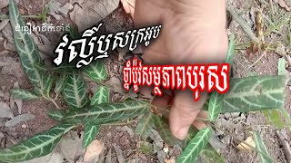 វល្លិ៍ឬសក្រអូបជំនួយសម្ថភាពផ្លូវភេទបុរស