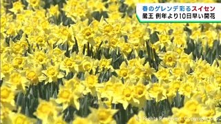 ゲレンデを彩るスイセンが早くも見頃　みやぎ蔵王えぼしリゾート