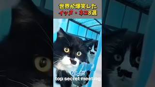 xで7億回バズった犬猫の放送事故8選 ! 8 Animal Happenings Videos That Got 700 Million Buzz on X #shorts #funny #爆笑