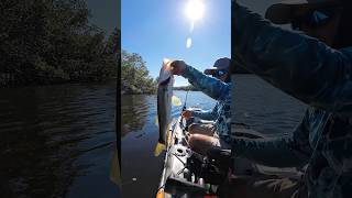 Snook Fishing 🔥🔥