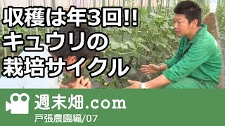 #戸張農園 収穫は年３回！キュウリの栽培サイクル-戸張農園