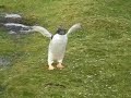 flying penguin