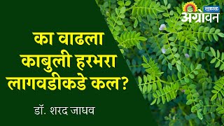 काबुली हरभरा लागवाडीकडे वाढणारा कल आणि त्यामागील कारणे - डॉ.शरद जाधव | ॲग्रोवन