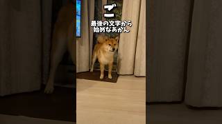 犬としりとりしてみたら…#shorts #柴犬