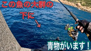 青物ではない魚の下に実は青物が潜んでいます！なので絶対にアプローチしてください！