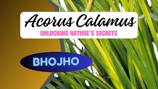 Unlocking the Secrets of Acorus Calamus: Benefits, Uses \u0026 Cultivation Tips