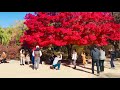 [4K]Korea walk tour | Colorful Autumn Walk in Changgyeonggung Palace  Seoul Korea | Seoul Walk