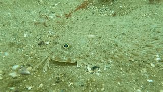 SCUBA Dive - can you see the flounder? - Front Beach, Rockport, MA - June 04, 2022