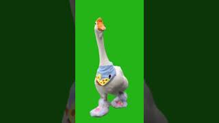 Green screen duck #duck #animals #birds #cute #greennscreeneffects #chromakey #greenscreen #green