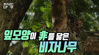 나무의 잎모양이 (非) 이렇게 생겼다?!!｜MBC경남 220302 방송