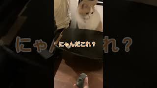 鈍臭い猫VSねずみ#shorts