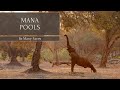 Planning a Mana Pools Safari? Watch This First