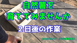 【自然薯】自然薯の育ててみませんか　２日後の作業　俺流　2025/02/17