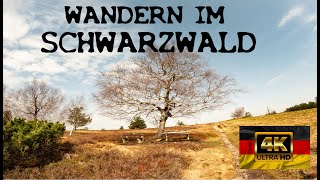 Wandern im Schwarzwald - Schonwald Hundseck Bühlertal Wiedenfelsen Gertelbacher Wasserfälle - 4K