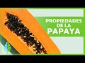 BENEFICIOS de la PAPAYA para la SALUD 🧡 Propiedades, Para Qué Sirve y Cómo Comerla ✅