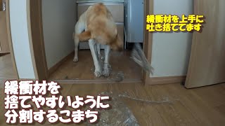 ゴミ出しし易いように配慮してくれるラブラドールレトリバー【こまちの日常動画】