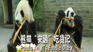 《熊貓主題趴》熊貓“安逸”吃貨記 | iPanda熊貓頻道