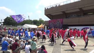 彩夏祭関八州よさこいフェスタ(20190803)朝霞なるこ遊和会