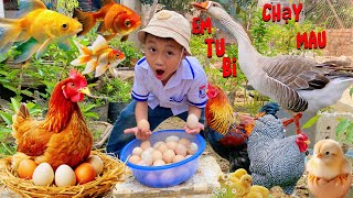 Em Tu bi cho con cá ăn thu hoạch trứng gà và các con vật đồ chơi con gà trống xe máy xúc cần cẩu