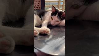 এটা হল তোমার জামাই😼 #cat #catvideos #catlover #shorts