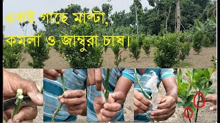 একই গাছে মাল্টা, কমলা ও জাম্বুরা চাষ#SaddumVaiAgro #গ্রাফটিং