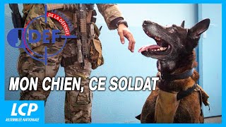 Mon chien, ce soldat | Le journal de la Défense