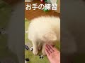 お手がなかなか覚えられないむたさん シベリアンハスキー 癒し dog 子犬 husky