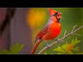 🎶 11 Hours of Pure Birdsong Bliss: Northern Cardinal in N.C