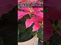 poinsettia if you want to grow it red and pretty please take a look christmas flower