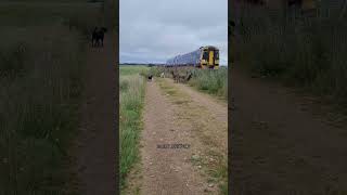 This dog was really determined To beat the train     more