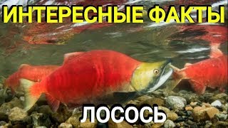 Лосось - все о лососевых, описание, распространение, нерест и способ ловли