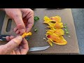 let s dissect a flower journeyman outdoors school