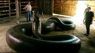 Titanoboa - The World's Largest Snake (Nature Documentary)