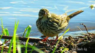 Meadow Pipit Anthus pratensis - Pipit farlouse