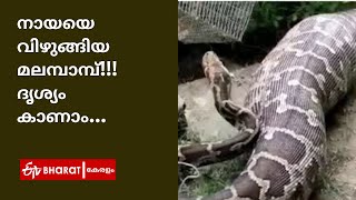 നായയെ വിഴുങ്ങി  മലമ്പാമ്പ് |Python  sollow the dog |ETV Bharat Kerala