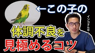 【質問コーナー】セキセイインコの吐き戻しが止まらない!?自分で鼻の穴の掃除が出来無いときはどうする？に答えました！！