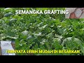 CARA MEMBESARKAN BUAH SEMANGKA GRAFTING TERNYATA LEBIH MUDAH & LEBIH CEPAT BESAR