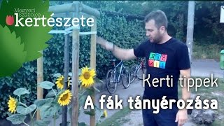 Napraforgó ültetése - Fák tányérozása - Megyeri Szabolcs Kertészet Kecskemét