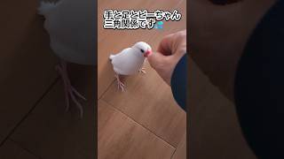 #shorts 【文鳥6歳8か月①】ピーちゃんから動画のプレゼント🎁走るよ~3代目文鳥ピーちゃん 癒し系動物 Java sparrow ＃走る文鳥 #白文鳥 #javasparrow