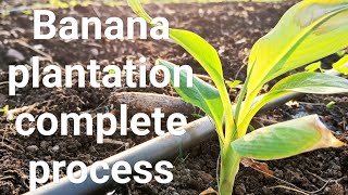 #केळी लागवड🍌#BananaPlantation Complete Process 🌱#FarmWithUs👨‍🌾🌿