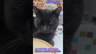 까망이 쩡이 ~ 누가 여기 올라오라고했냐 ~ #다육식물 #다육이들