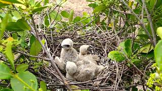 The Mother Feeds The chicks well, and they are healthy