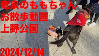 黒ラブラドールレトリーバーの竜泉のももちゃんお散歩動画 　上野公園Black Labrador Retriever Momo-chan walking video